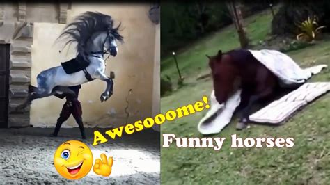 Coooool Funny Horses Enjoy Awesome Moments Best Of 1 Youtube