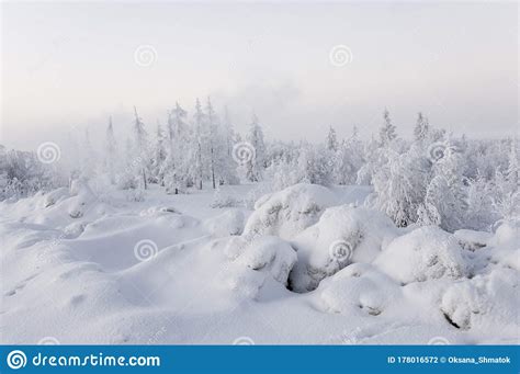 Winter Day Naked Trees And Pines Covered With White Snow On There Branches Walking On Nature