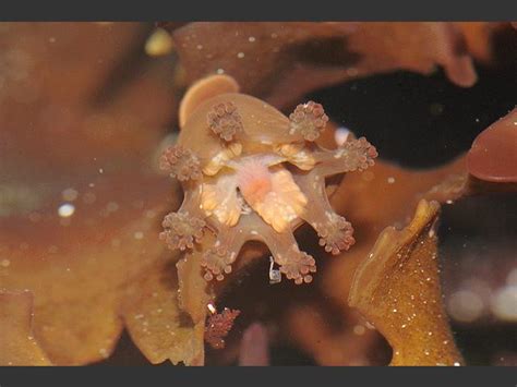 Stauromedusae Uk Craterolophus Convolvulus Stalked Jellyfish Images