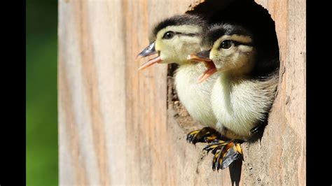 Wood Duck Ducklings Jump From Nest Box 2020 Youtube