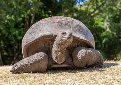 Close Up View Of An Aldabra Giant Tortoise Aldabrachelys Gigantea At