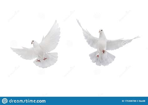 Two Free Flying White Dove Isolated On A White Stock Photo Image Of