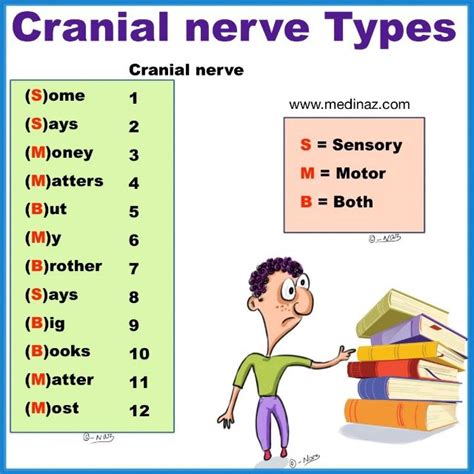 Cranial nerves mnemonics - Anatomy Simplified - | Cranial nerves mnemonic, Cranial nerves ...