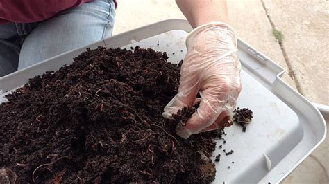 Worm Vermiculture Starting A New Tote With New Bedding Youtube