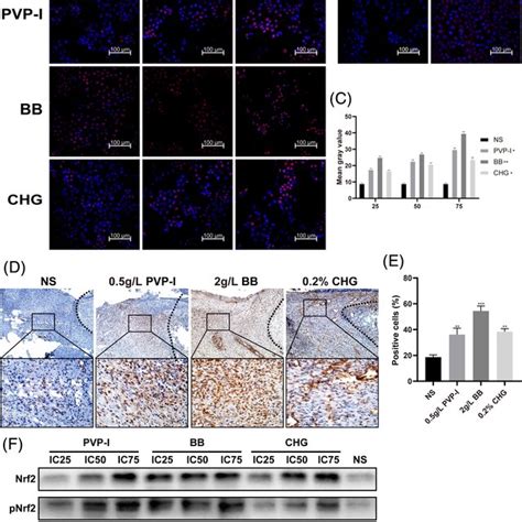 Nrf Activation And Ho Expression Analysis Immunofluorescent