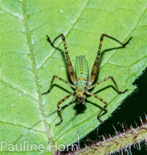 Nymph Scudderia BugGuide Net