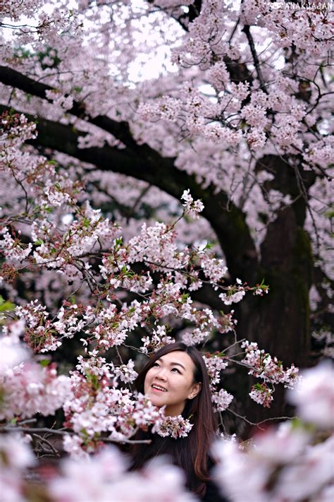 japan cherry blossom sakura  schedule forecast anakjajancom