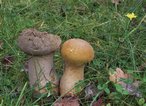 Beutel St Ubling Lycoperdon Excipuliforme Ngid Flickr