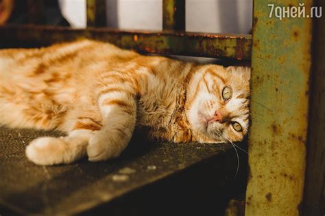 Сколько живут кошки | 7Дней.ru