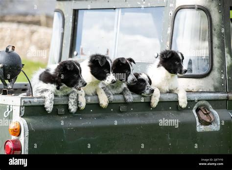 Working Sheepdog and Puppies Stock Photo - Alamy