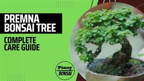 Premna Microphylla Bonsai Tree Care Guide Pinoy Bonsai