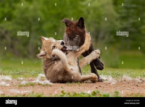 Gray Wolf pups wrestling, Canis lupus lycaon Stock Photo - Alamy