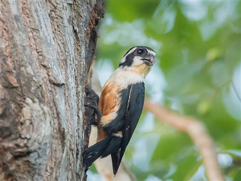 Admiring The Black Thighed Falconet In Its Natural Element The Worlds