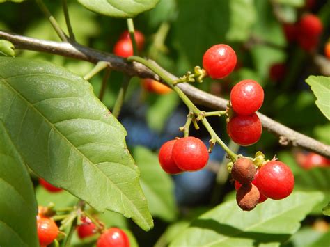 Download free photo of Red fruits,wild fruits,red berries,free pictures ...