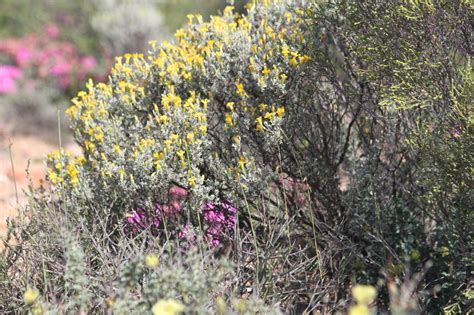 African Plants - A Photo Guide - Pteronia incana (Burm. f.) DC.