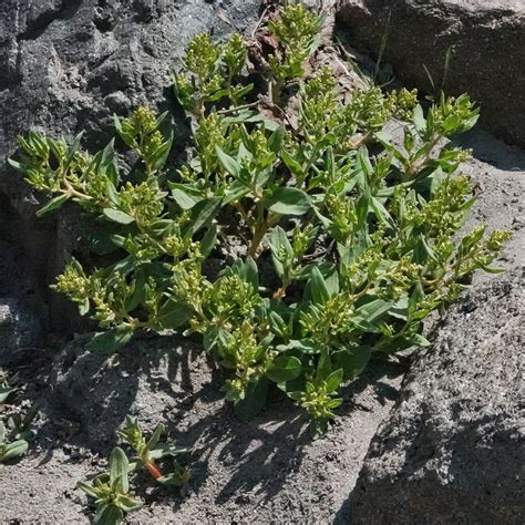 Koenigia Davisiae 10 000 Things Of The Pacific Northwest