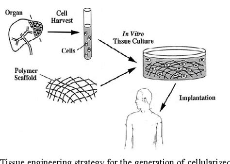 Figure 1 From Visualization Of Spatial Patterns Of Cells Using A 3 D