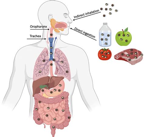 Gastrointestinal Tissue As A New Target Of Pollution Exposure