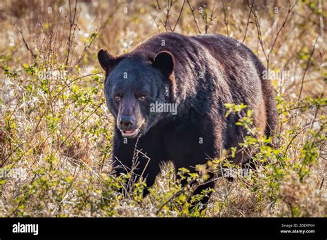 Bear with me Stock Photo - Alamy