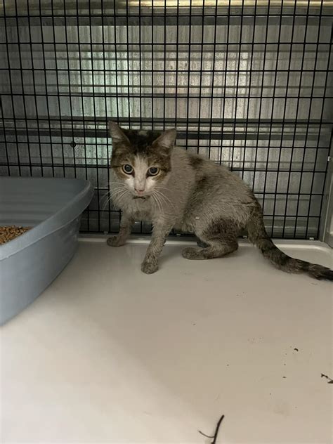 Shelbyville Tennessee Animal Control | Shelbyville TN