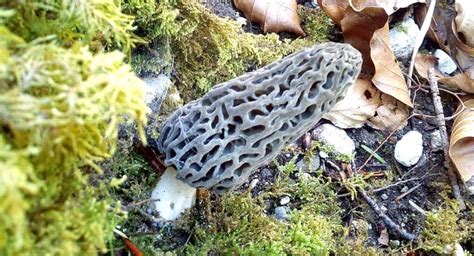 What Trees Are Best For Black Morels Mushroomstalkers