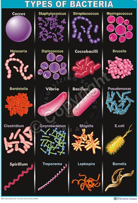 Victory Graphik | MB-6 Types of Bacteria