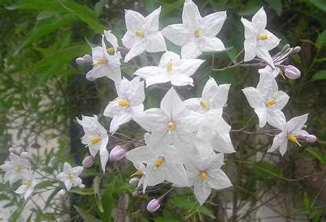 Garden Flowers Potato Vine Sydney Blue Potato Bush Paraguay