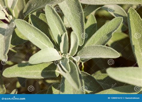 Plantas Sabias En Jard N Mediterr Neo Foto De Archivo Imagen De