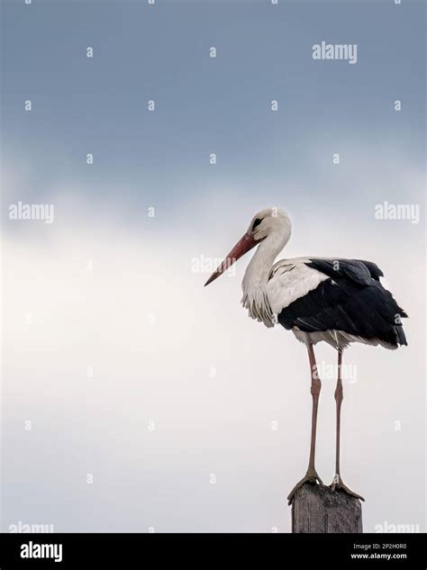 European White Stork Ciconia Ciconia Is The Symbol Of Bird Migration