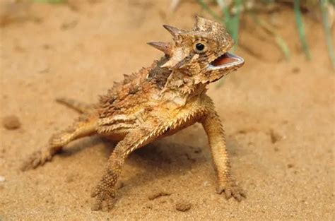 Texas Horned Lizard Care Sheet | Reptiles' Cove