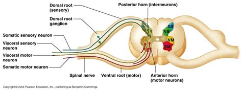 neuroscience - Why is the order of white/grey matter different in the brain and spinal cord ...