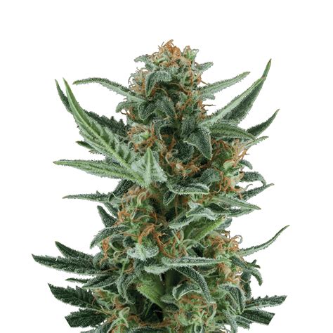 Royal Queen Royal Dwarf Automatic 3 Seeds BUSHPLANET Headshop