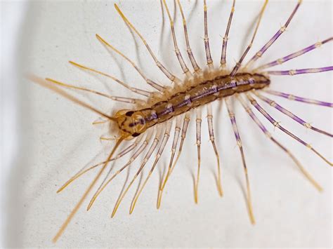 Centipede Infestation: How to Get Rid of Centipede Infestation