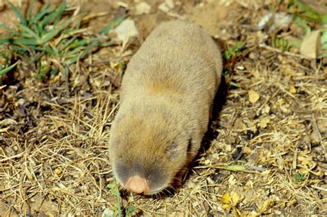 Blind Mole Rats Genus Spalax Inaturalist