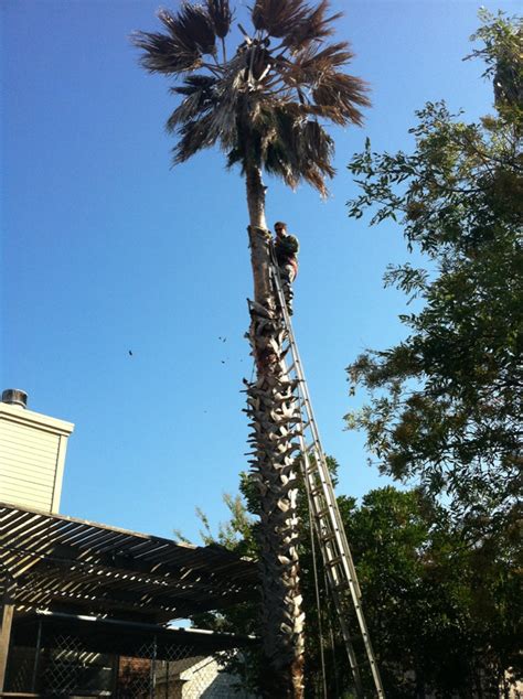 Palm Tree Pruning in San Antonio--Canopy Tree Service (210) 441-7071