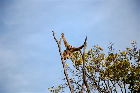 Black and Brown Baboon Close-up Photography · Free Stock Photo