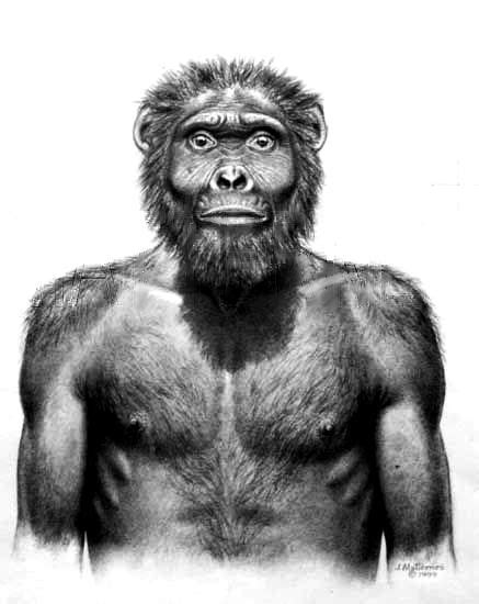 29 10-Australopithecus garhi ideas | hominid, human evolution, australopithecus afarensis