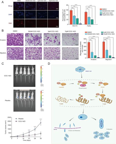 The Mical Inhibitor Ccg Inhibits Cell Proliferation Invasion