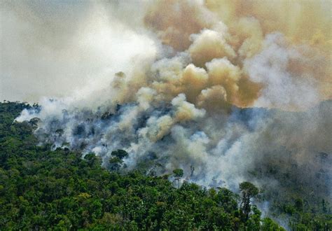 Deforestation In Brazilian Amazon Surges To 12 Year High