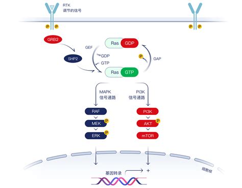 Jab 21822治疗kras G12c突变非小细胞肺癌的临床数据及不良反应 印塔健康官网