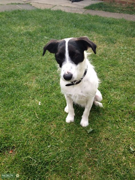 Stud Dog Jack Russell Long Legged Breed Your Dog