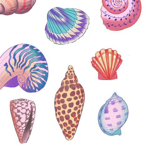 Seashells Png Clipart Watercolor Seashellmarine Wall Art Etsy