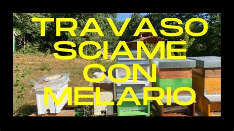 Apicoltura Travaso Sciame Con Melario Nell Arnia YouTube