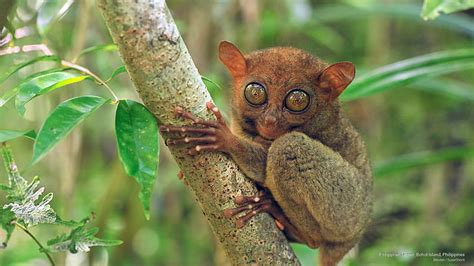 Tarsier 1080P, 2K, 4K, 5K HD wallpapers free download | Wallpaper Flare