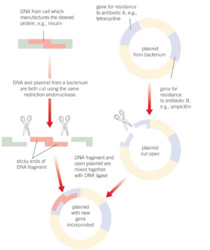 3841 Recombinant Dna Technology Flashcards Quizlet