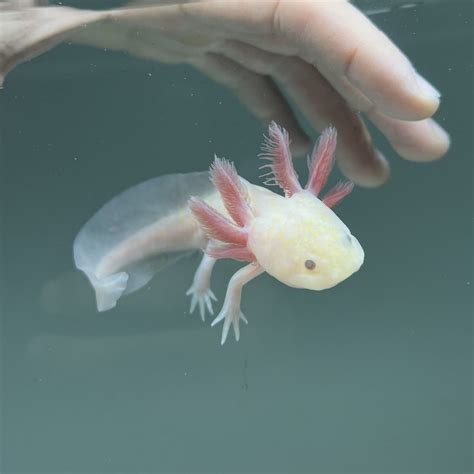 Hypomelanistic Melanoid Axolotl | Axolotls For Sale | Axolotl Planet