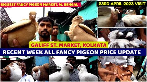 Recent Week Fancy Pigeon Price Update Galiff Street Cheapest Kabooter