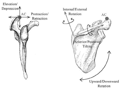 Clavicle And Scapular Rotations Download Scientific Diagram