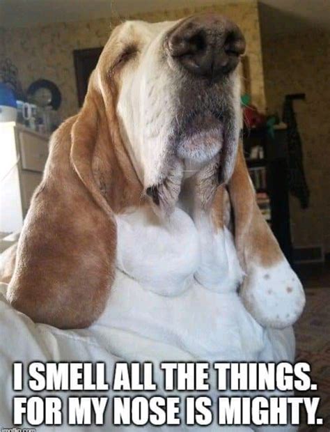 Basset | Basset hound funny, Basset hound dog, Basset puppies