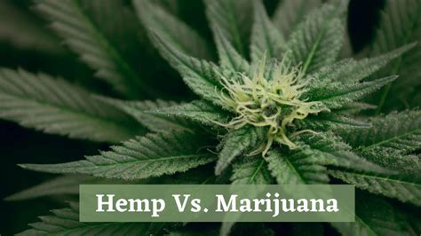 Hemp vs. Marijuana: Understanding the Differences – Ghost Kitchen Hemp